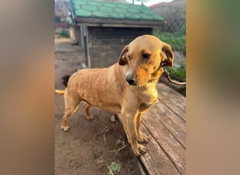 **BRUNO**, Retriever Mix, ca 2,5 Jahre, Rüde kastriert