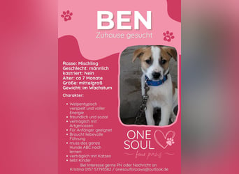 **BEN**, Mischling, ca 7 Monate, Rüde intakt