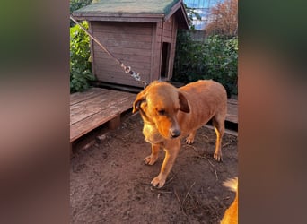 **BRUNO**, Retriever Mix, ca 2,5 Jahre, Rüde kastriert