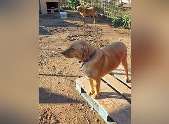 **BRUNO**, Retriever Mix, ca 2,5 Jahre, Rüde kastriert