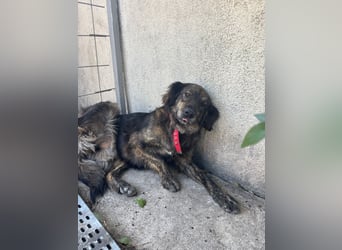 **BONNY**, Mischling, ca 1,5 Jahre, weiblich kastriert