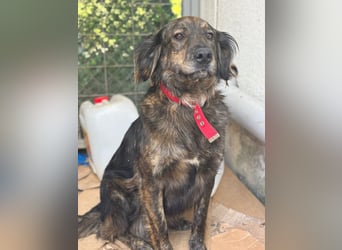 **BONNY**, Mischling, ca 1,5 Jahre, weiblich kastriert