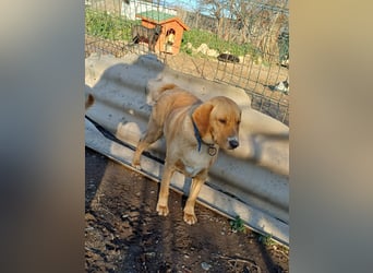 **BRUNO**, Retriever Mix, ca 2,5 Jahre, Rüde kastriert