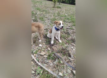 **BEN**, Mischling, ca 7 Monate, Rüde intakt
