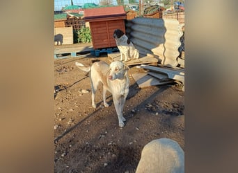 **LOKI**, Mischling, ca 2 Jahre, Rüde kastriert