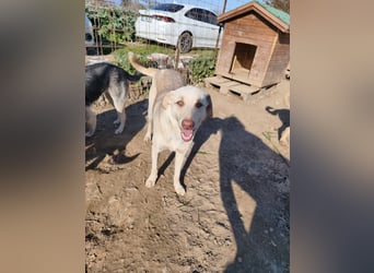 **LOKI**, Mischling, ca 2 Jahre, Rüde kastriert