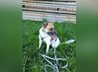 Tara sucht ein neues Zuhause