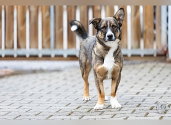 Dietrich sucht ein neues Zuhause !Kein Anfängerhund!