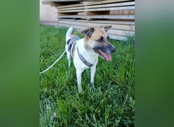 Tara sucht ein neues Zuhause