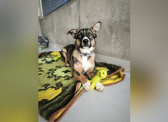 Dietrich sucht ein neues Zuhause !Kein Anfängerhund!