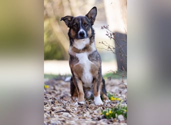 Dietrich sucht ein neues Zuhause !Kein Anfängerhund!