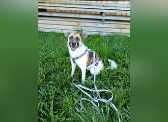 Tara sucht ein neues Zuhause