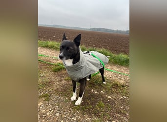  Kira sucht ihr Für-immer-Zuhause – eine kleine Kuschelmaus mit großem Herzen! 