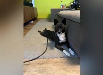  Kira sucht ihr Für-immer-Zuhause – eine kleine Kuschelmaus mit großem Herzen! 