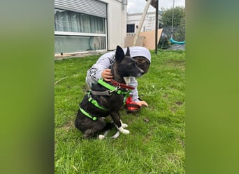  Kira sucht ihr Für-immer-Zuhause – eine kleine Kuschelmaus mit großem Herzen! 