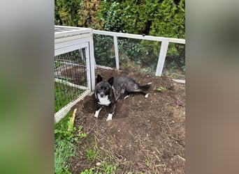  Kira sucht ihr Für-immer-Zuhause – eine kleine Kuschelmaus mit großem Herzen! 