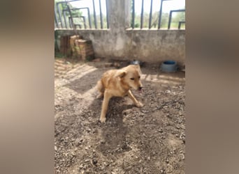 Rocky wünscht sich ein Leben ohne Kette