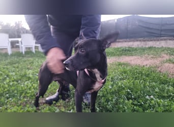 Bamby wartet auf ihre Chance!