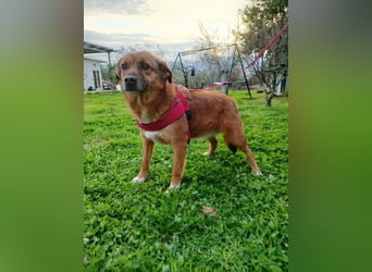 Lulu braucht endlich liebe Menschen!