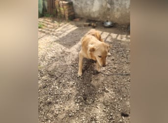 Rocky wünscht sich ein Leben ohne Kette