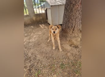 Rocky wünscht sich ein Leben ohne Kette