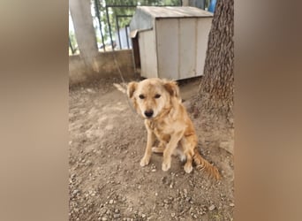 Rocky wünscht sich ein Leben ohne Kette