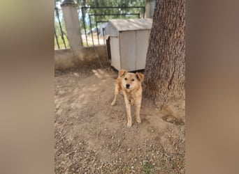 Rocky wünscht sich ein Leben ohne Kette