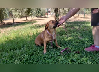 Kikka die Kämpferin sucht ihr Zuhause!