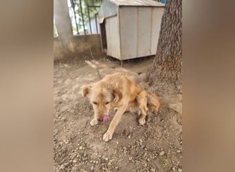 Rocky wünscht sich ein Leben ohne Kette