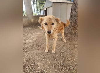 Rocky wünscht sich ein Leben ohne Kette