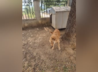 Rocky wünscht sich ein Leben ohne Kette