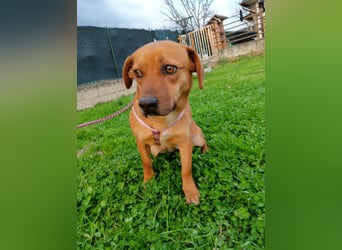 Kikka die Kämpferin sucht ihr Zuhause!