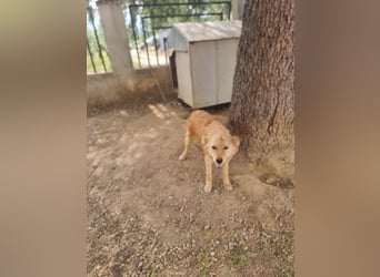 Rocky wünscht sich ein Leben ohne Kette