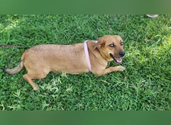 Kikka die Kämpferin sucht ihr Zuhause!