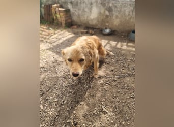 Rocky wünscht sich ein Leben ohne Kette