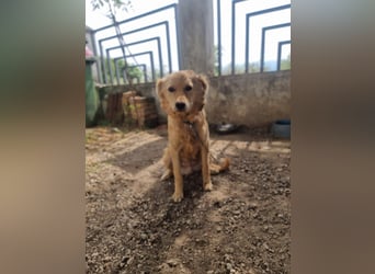 Rocky wünscht sich ein Leben ohne Kette