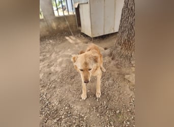Rocky wünscht sich ein Leben ohne Kette
