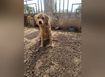 Rocky wünscht sich ein Leben ohne Kette