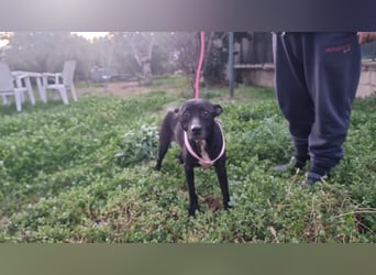 Bamby wartet auf ihre Chance!