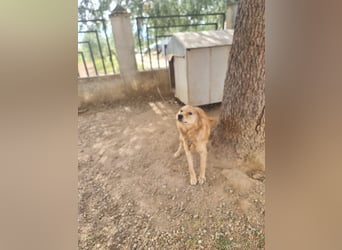 Rocky wünscht sich ein Leben ohne Kette