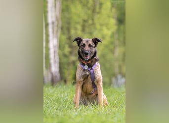 Verschmuste Birma sucht ihre Menschen