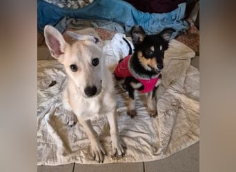 zauberhafte Valentin sucht