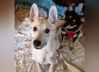 zauberhafte Valentin sucht