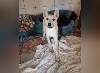 zauberhafte Valentin sucht