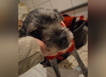 Rocky sucht verlässliche Menschen
