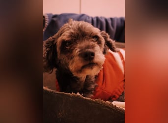 Rocky sucht verlässliche Menschen