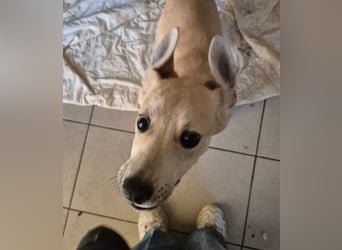 zauberhafte Valentin sucht