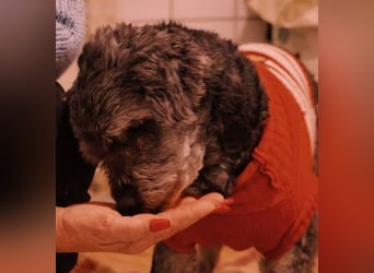 Rocky sucht verlässliche Menschen