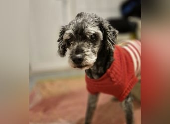 Rocky sucht verlässliche Menschen