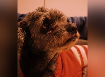 Rocky sucht verlässliche Menschen